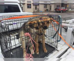 Mutt Dogs for adoption in Chama, NM, USA
