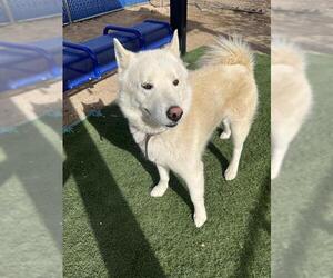 Siberian Husky Dogs for adoption in HESPERIA, CA, USA