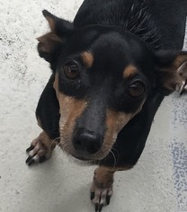 Minnie Jack Dogs for adoption in Kailua Kona , HI, USA