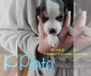 Beagle Dogs for adoption in pomfret, CT, USA