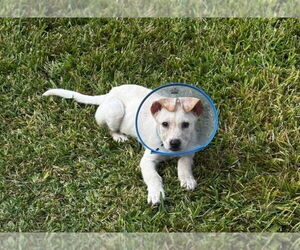 German Shepherd Dog-Unknown Mix Dogs for adoption in Lakewood, CO, USA