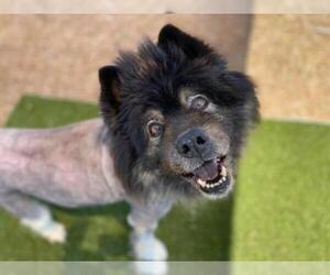 Chow Chow-Keeshond Mix Dogs for adoption in  Ramona, CA, USA