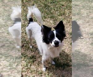 Chion Dogs for adoption in PIPE CREEK, TX, USA