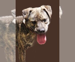 Mountain Cur-Unknown Mix Dogs for adoption in Marble, NC, USA