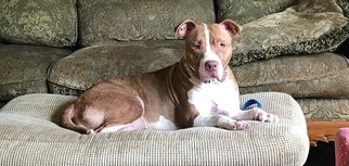 American Pit Bull Terrier Dogs for adoption in Gainesville, VA, USA