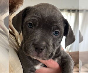 Mutt Dogs for adoption in Laramie, WY, USA