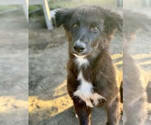 Border Collie-Unknown Mix Dogs for adoption in Paso Robles, CA, USA