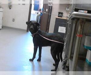 Labrador Retriever-Unknown Mix Dogs for adoption in Fayetteville, NC, USA