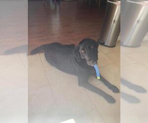 Labrador Retriever Dogs for adoption in Sonora, CA, USA