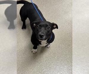 American Pit Bull Terrier-Dachshund Mix Dogs for adoption in Las Vegas, NV, USA