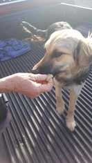 Golden Retriever Dogs for adoption in White River Junction, VT, USA