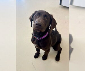 Labrador Retriever-Unknown Mix Dogs for adoption in Webster, WI, USA