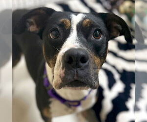 American Pit Bull Terrier-Unknown Mix Dogs for adoption in Jefferson, WI, USA