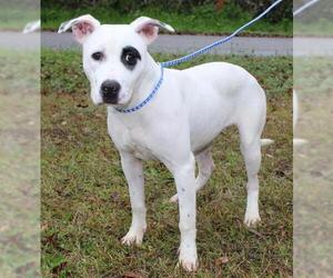 Lab-Pointer Dogs for adoption in Prattville, AL, USA