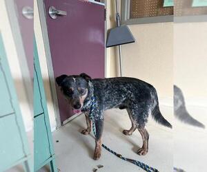 Mutt Dogs for adoption in Santa Cruz, CA, USA