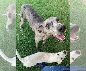 Great Dane Dogs for adoption in Newcastle, OK, USA