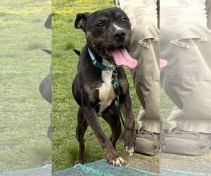 Mutt Dogs for adoption in Virginia Beach, VA, USA
