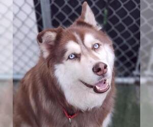 Alaskan Malamute Dogs for adoption in Tempe, AZ, USA