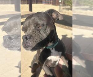 Boxer-Unknown Mix Dogs for adoption in Incline Village, NV, USA