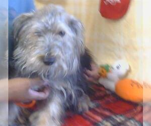 Miniature Schnauzer-Unknown Mix Dogs for adoption in Sacramento, CA, USA