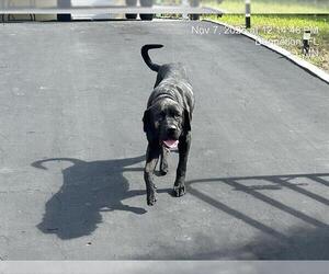 Mutt Dogs for adoption in Ocala, FL, USA