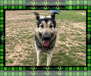 German Shepherd Dog Dogs for adoption in Ojai, CA, USA