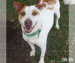 Pointer-Unknown Mix Dogs for adoption in Washington, DC, USA