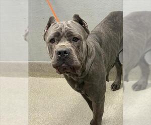 Mutt Dogs for adoption in Las Vegas, NV, USA