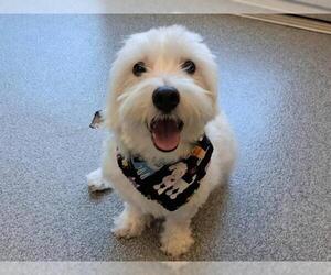 Maltese Dogs for adoption in Orange, CA, USA