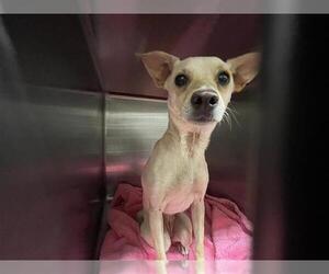 Chihuahua-Unknown Mix Dogs for adoption in Waco, TX, USA