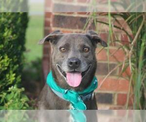 Mutt Dogs for adoption in Natchitoches, LA, USA