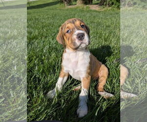 Great Pyrenees-Saint Bernard Mix Dogs for adoption in Germantown, OH, USA