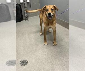 Border Collie-Redbone Coonhound Mix Dogs for adoption in Las Vegas, NV, USA