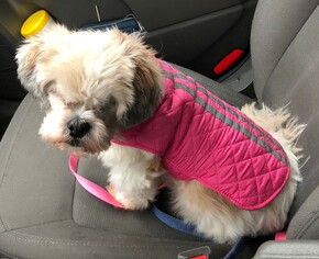 Shih Tzu Dogs for adoption in Westmont, IL, USA