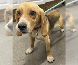 Beagle Dogs for adoption in Forestville, MD, USA