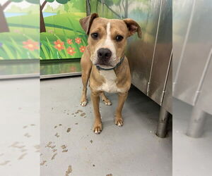 American Pit Bull Terrier-Unknown Mix Dogs for adoption in Waco, TX, USA