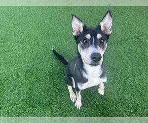 Medium Photo #1 Siberian Husky-Unknown Mix Puppy For Sale in Grand Prairie, TX, USA