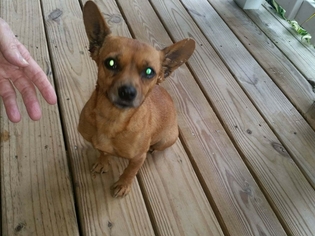 Chihuahua-Unknown Mix Dogs for adoption in JAMESTOWN, TN, USA
