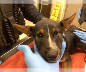 Mutt Dogs for adoption in Riverside, CA, USA