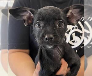 Chihuahua-Unknown Mix Dogs for adoption in Santa Cruz, CA, USA