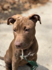 American Pit Bull Terrier-Unknown Mix Dogs for adoption in Derwood, MD, USA
