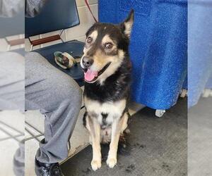 Huskies -Unknown Mix Dogs for adoption in Anchorage, AK, USA