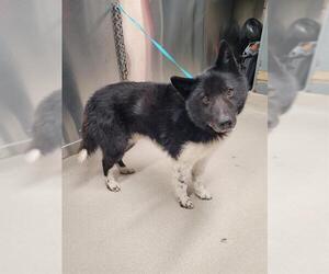 Karelian Bear Dog Dogs for adoption in Fairbanks, AK, USA