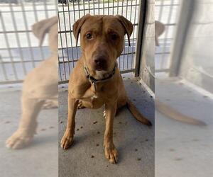 Mutt Dogs for adoption in Camarillo, CA, USA