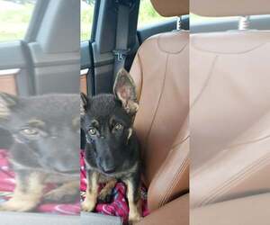 German Shepherd Dog Dogs for adoption in Clarksville, MO, USA