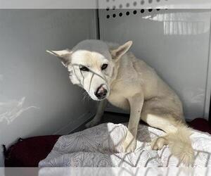 German Shepherd Dog Dogs for adoption in Modesto, CA, USA