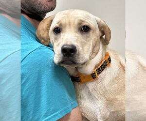 Mutt Dogs for adoption in Elmsford, NY, USA