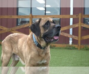Mastiff Dogs for adoption in Chestertown, MD, USA