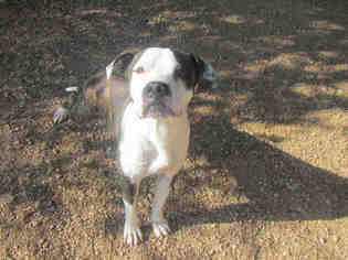 Medium Photo #1 American Bulldog Puppy For Sale in Plano, TX, USA