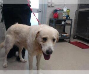 Golden Pyrenees Dogs for adoption in Grand Prairie, TX, USA